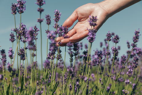 Lavender - a source natural calming agents