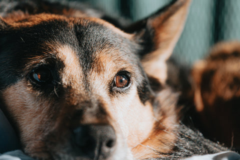 A pensive dog