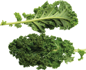 Kale - a super source of superfood nutrients
