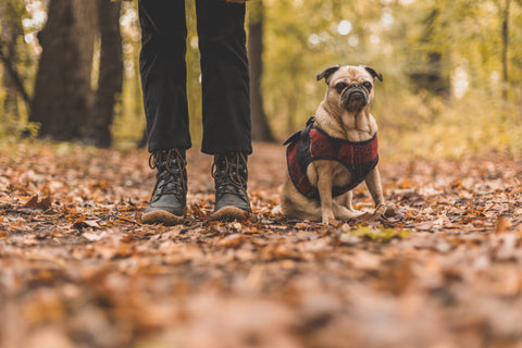 walking in autumn with a pet dog
