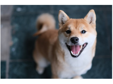 A shiba inu - closely descended from Japanese wolves