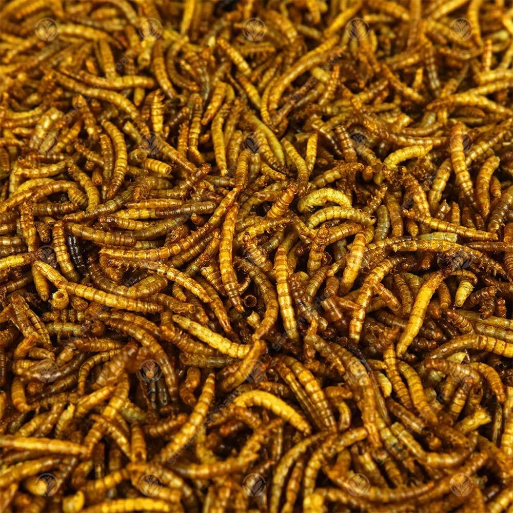 are dried mealworms bad for dogs