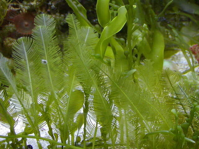 caulerpa mexicana