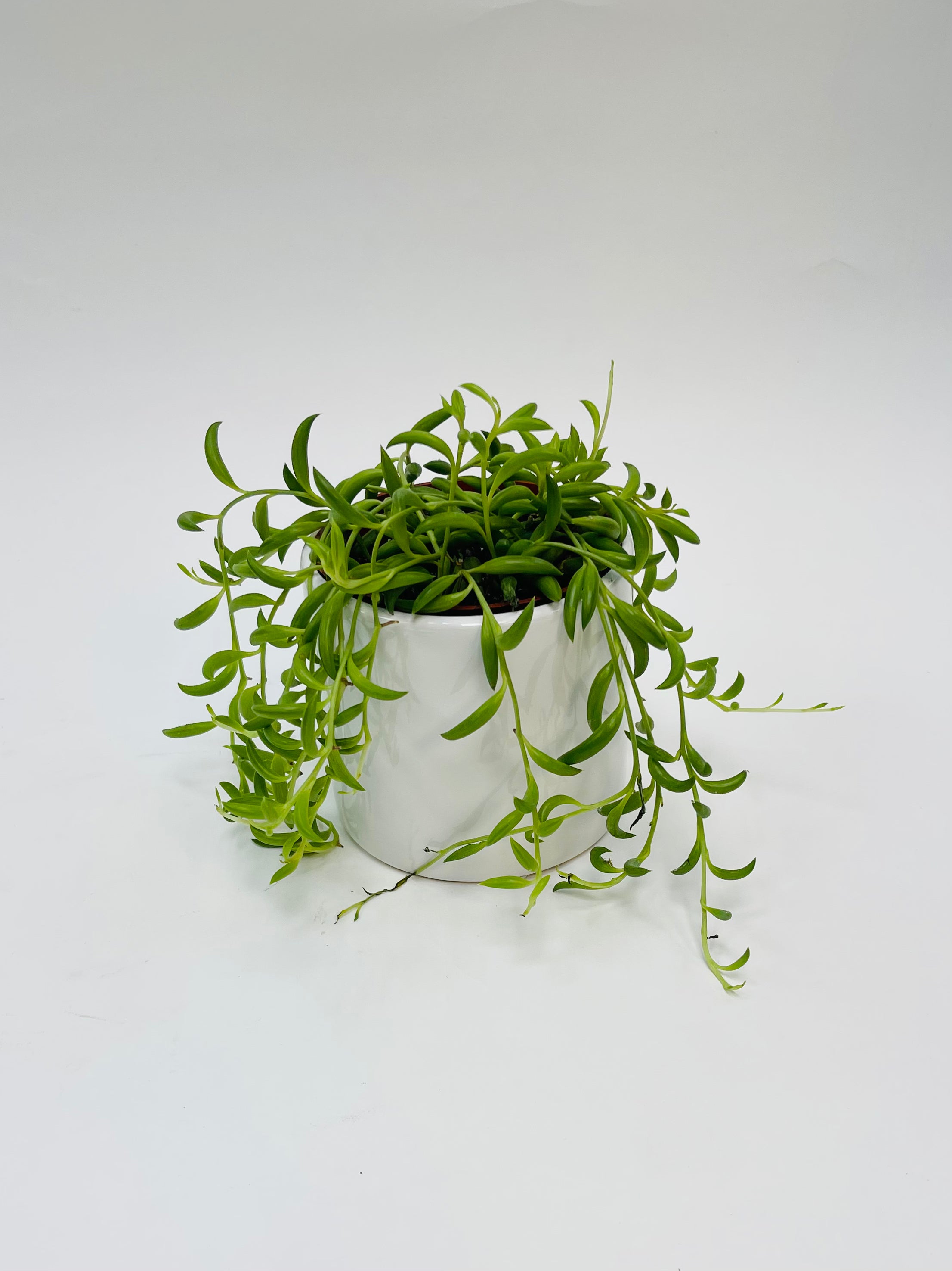 String Of Banana 4"