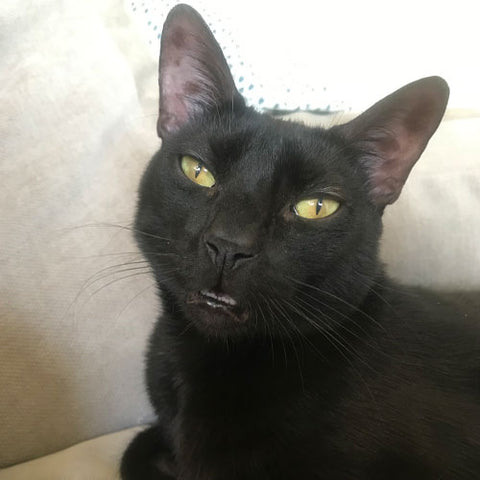 black cat with green eyes has mouth partially open