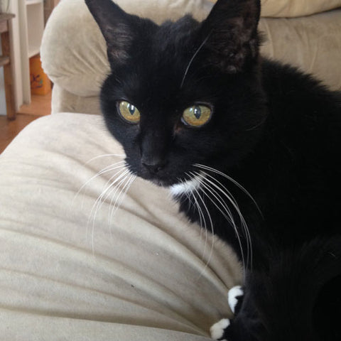 black cat with green eyes, white chest, white paws, and white whiskers