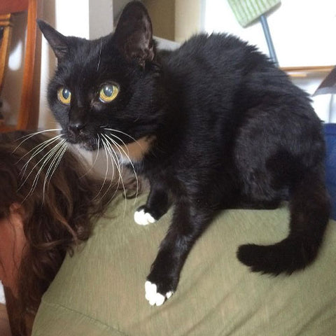 black and white cat sits on back of woman bending over