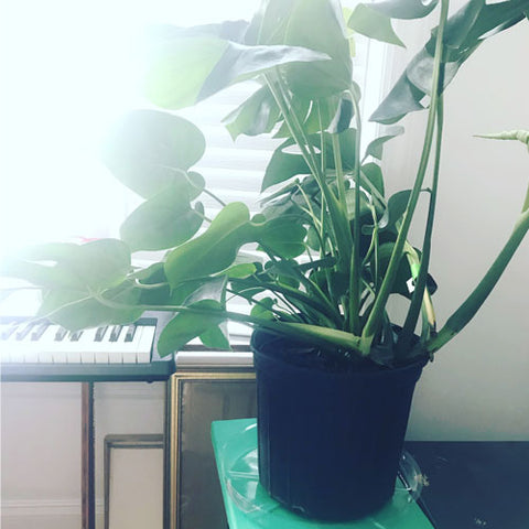 large monstera plant in black pot sits on green stand with keyboard in the background