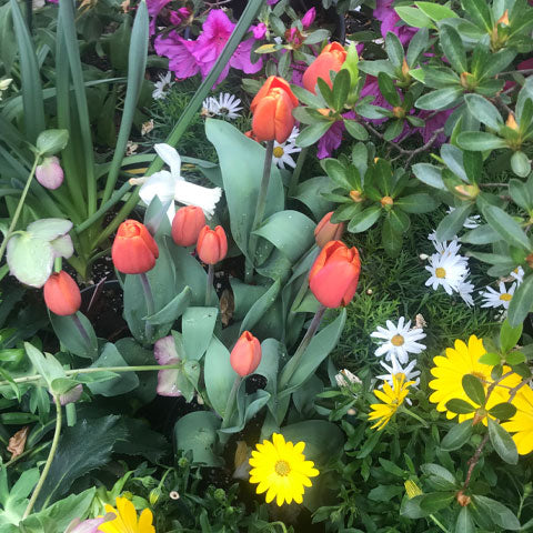 red-orange tulips, white and yellow daisies, purple flowers among greenery