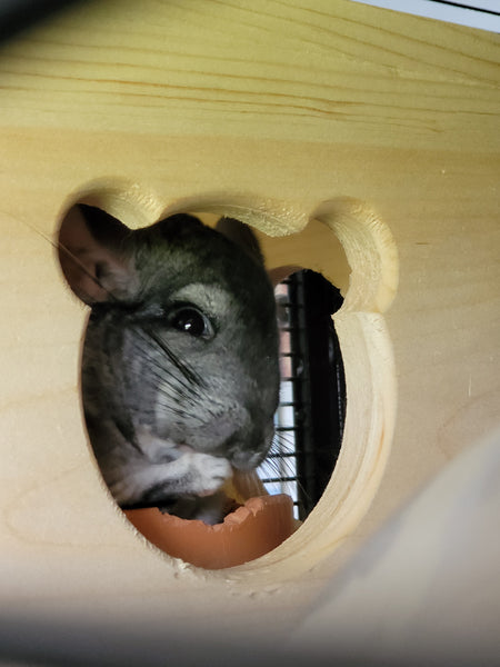 chinchilla hanging house