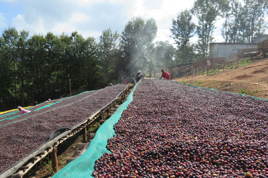 Farming Fireheart Adola Coffee Beans