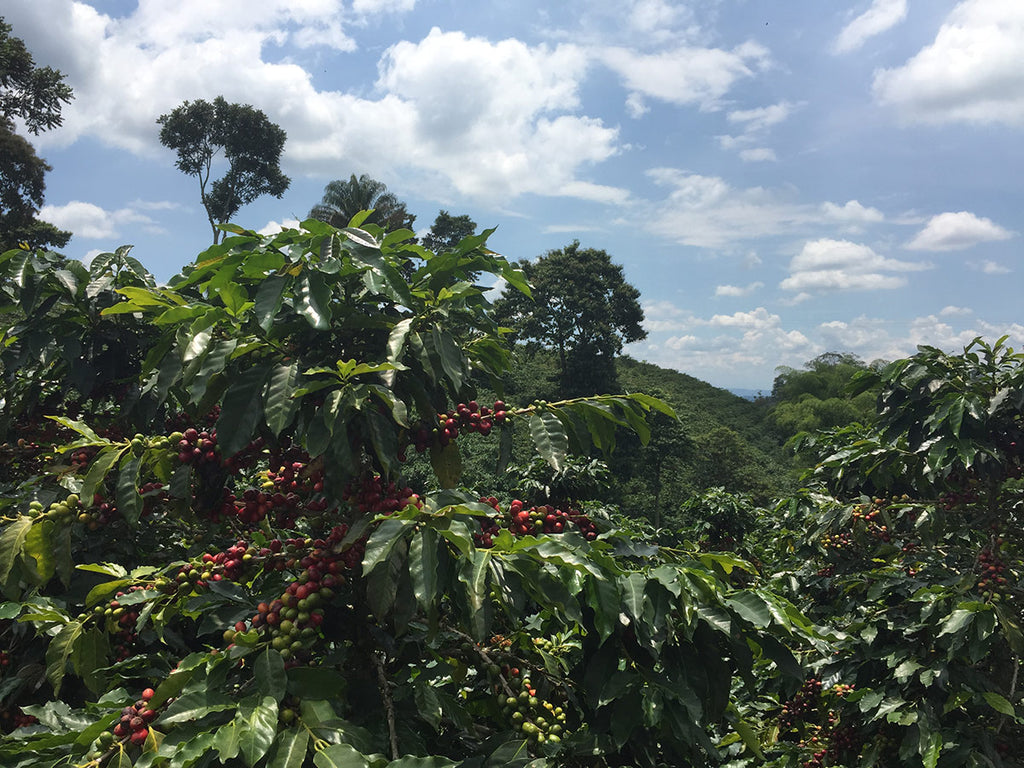 Popayán Coffee Reserve