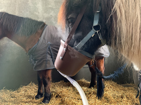 Zouttherapie voor paarden