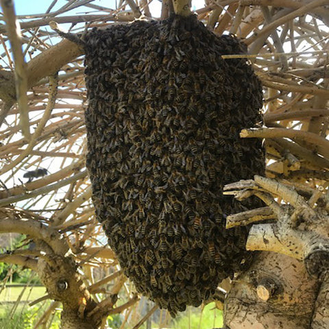 Forage & Forge bee swarm