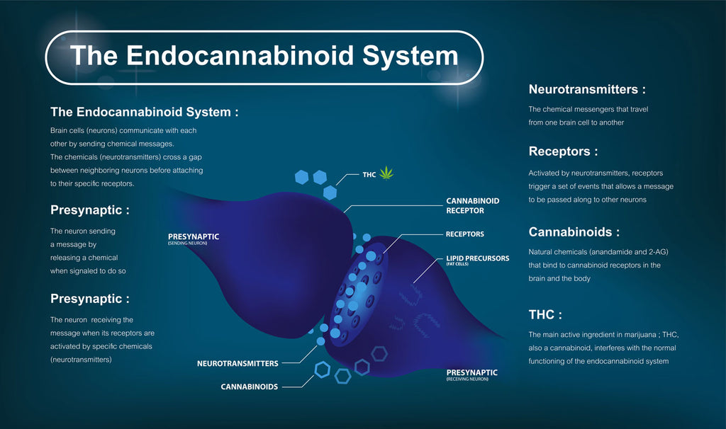 What Is The Role Of The Endocannabinoid System?