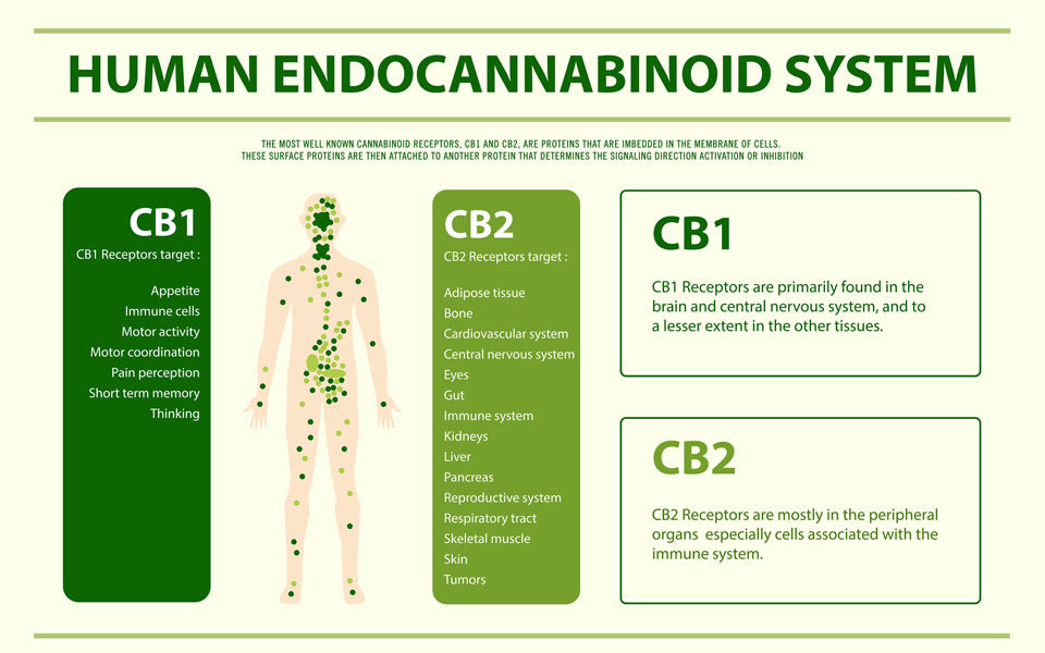 What Is The Role Of The Endocannabinoid System?