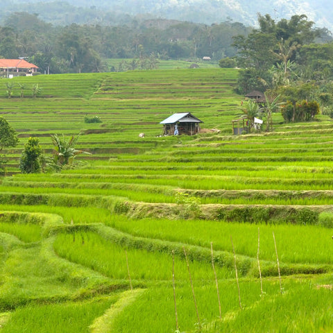 Les rizières de Jatiluwih