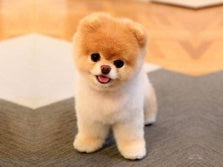 Stuffed pomeranian