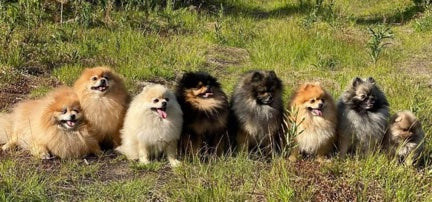 Poms sitting on grass