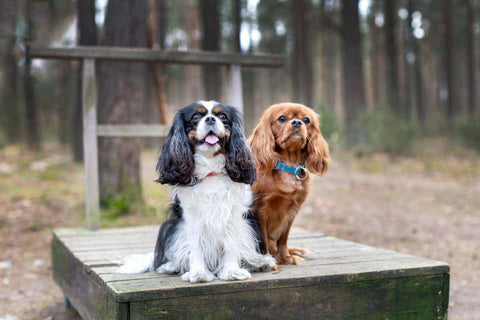 two cavaliers on a bench