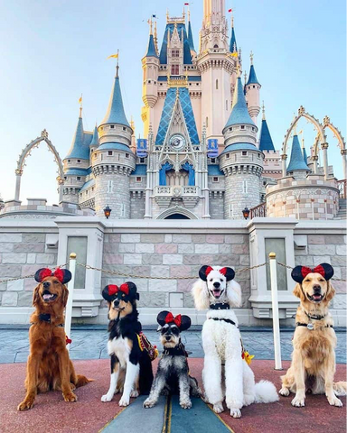 Five service dogs with Minnie ears in front of Disney castle