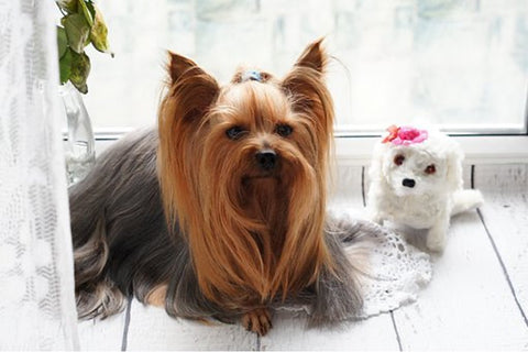 A Long haired Yorkie laying by a window