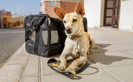 Dog sitting carrier