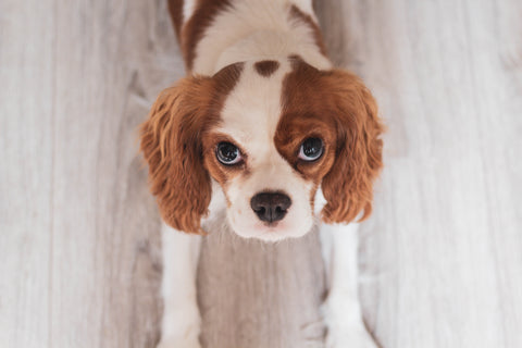 cavalier king charles spaniel looking up