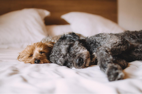 Two fluffy dogs sleeping on a bed with white sheets