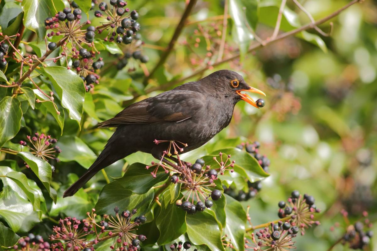 Blackbird enjoying ivy berries