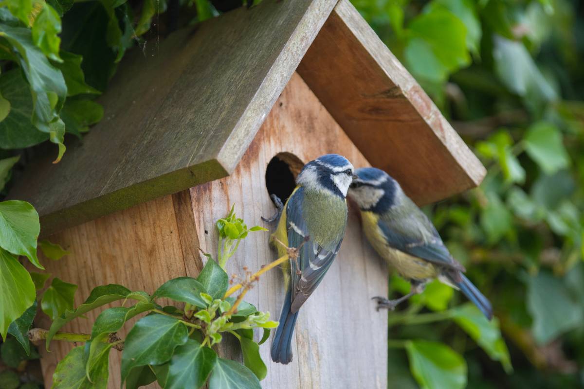 A pair of blue tits investigating a nest box hole