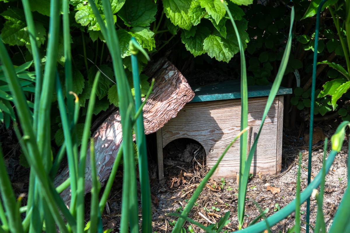 Hedgehog house positioned under shrub