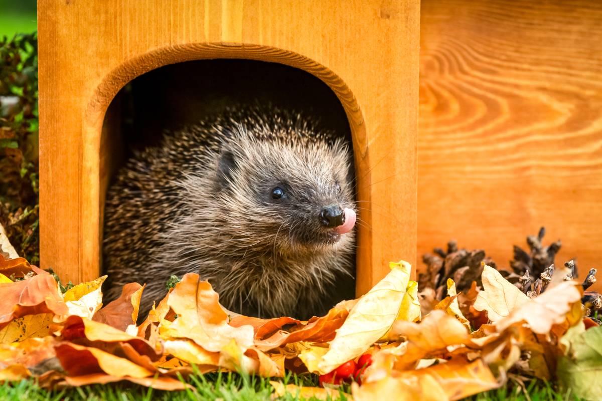 Hedgehog poking its nose out from entrance of hedgehog house