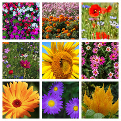 Examples of Annual Flowers from Page's seeds on Harvest Array