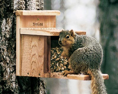 Shop USA-made cedar wood squirrel feeders, tree mounted designs that keep feed dry and critters fed. Your eco-friendly garden addition!