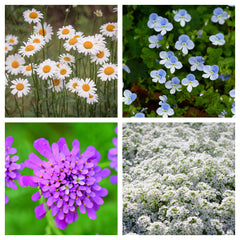 Examples of Perennial Flowers from Page's Seeds on Harvest Array
