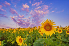 Sunflower Fields