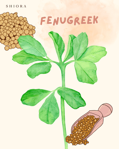 blog image fenugreek