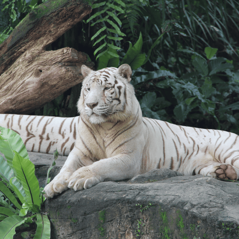 Visit the Singapore Zoo