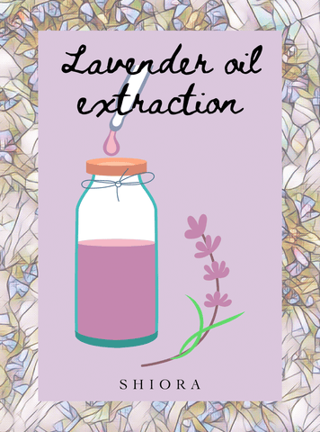 Lavender Essential oil extraction