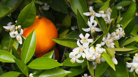 what are oranges, benefits of oranges, orange leaves, orange flowers