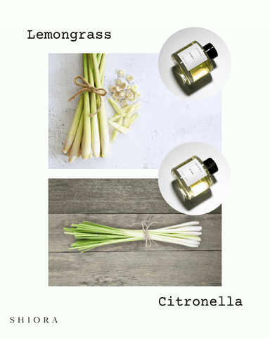 Lemongrass vs citronella