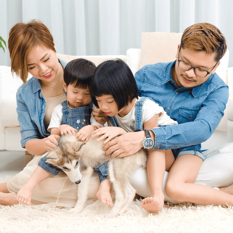 Pet odours at home