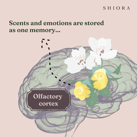 Scents and emotions are stored as one memory - olfactory cortex