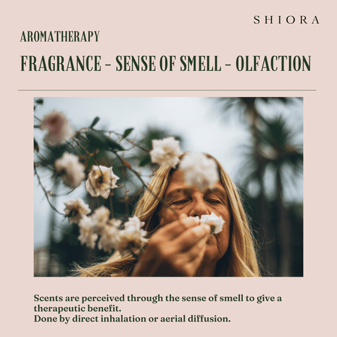 fragrance - sense of smell - olfaction