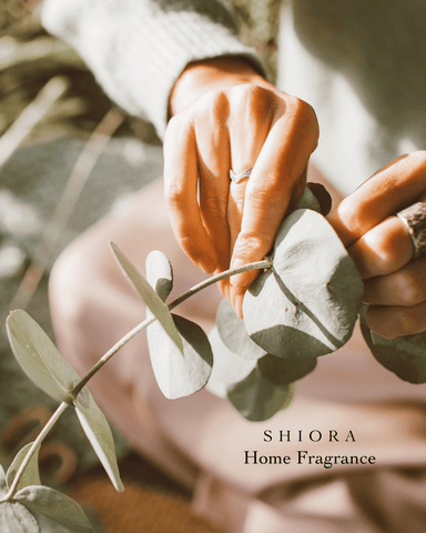 hands holding eucalyptus shiora blog image