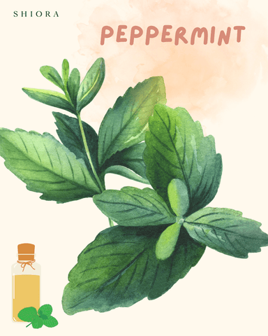 blog image peppermint
