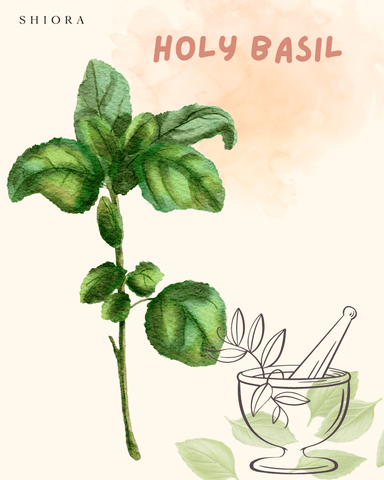 blog image holy basil