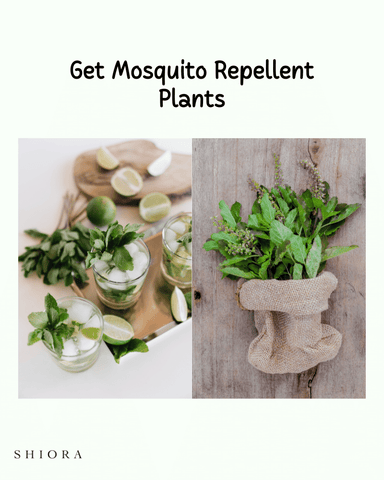Get the plants that repel mosquitoes