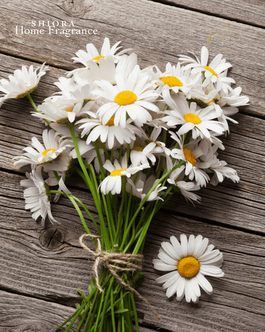 Chamomile Essential oil to Deal With Pain